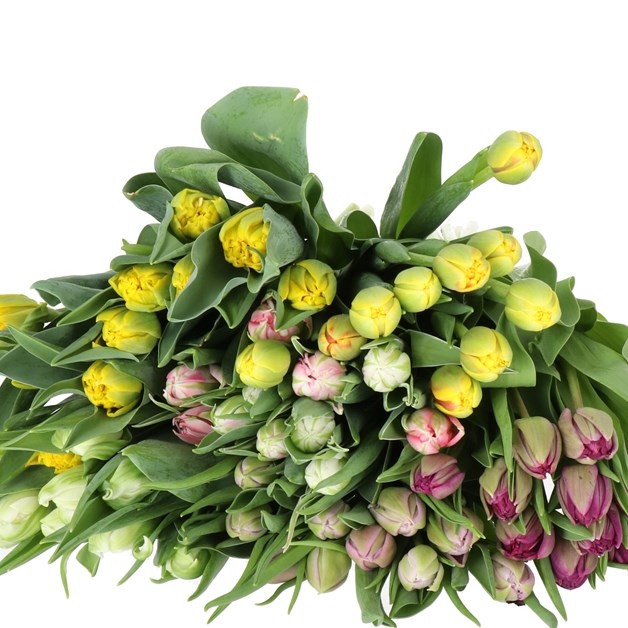 TULIPS DOUBLE EASTER MIX X100
