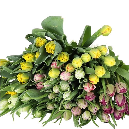 TULIPS DOUBLE EASTER MIX X200