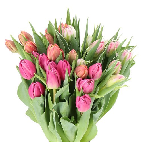 TULIPS DOUBLE PINK MIX X50