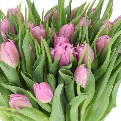 TULIPS DOUBLE PRICE