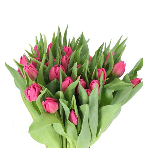 TULIPS DOUBLE PRINCESS