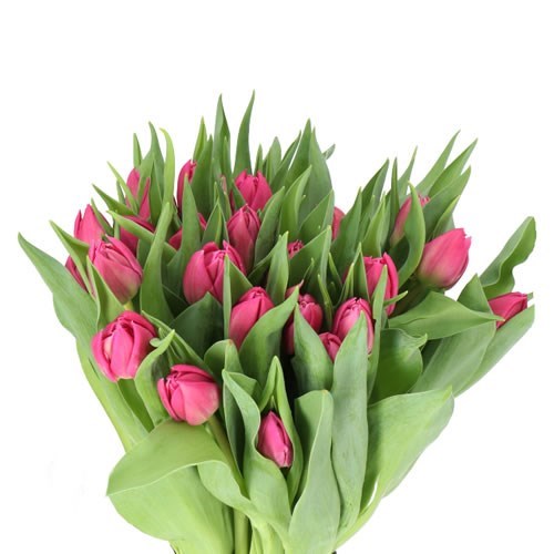 TULIPS DOUBLE PRINCESS