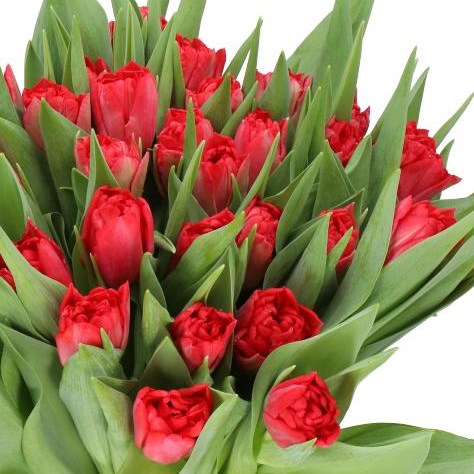 TULIPS DOUBLE TWIST