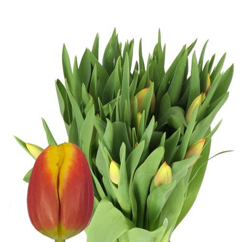 TULIPS DOW JONES