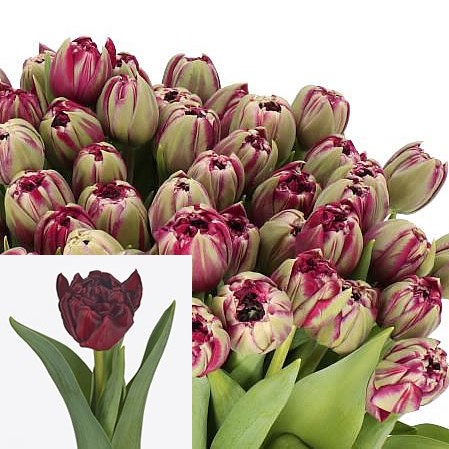 TULIPS DR BOERHAAVE