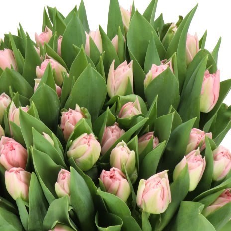 TULIPS DREAMER
