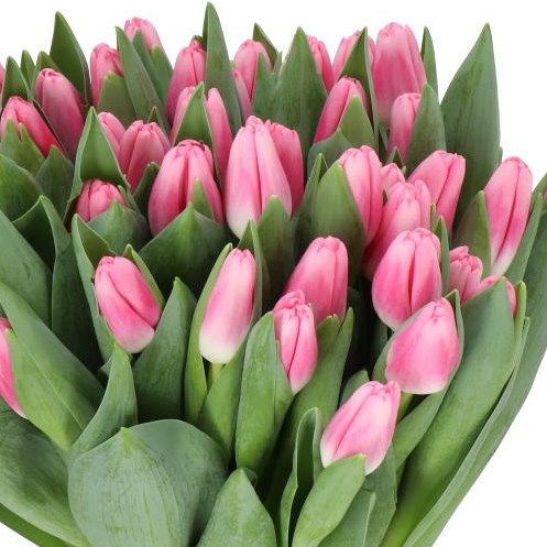 TULIPS DUTCH DELIGHT