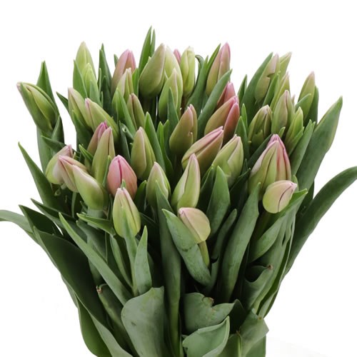 TULIPS DUTCH LANE