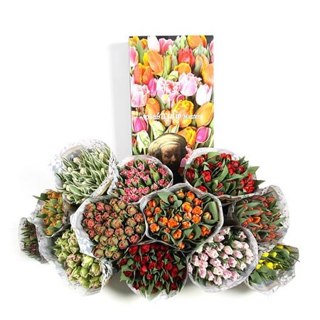 TULIPS DUTCH MASTERS MIX X 250
