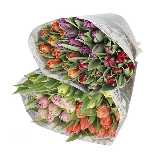 TULIPS DUTCH MASTERS (THE COLOURS) X180