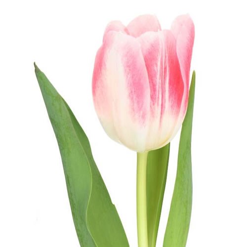 TULIPS DUTCH PEARL