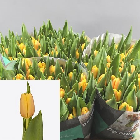 TULIPS DUTCH PRIDE