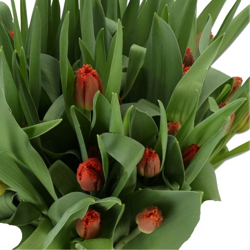 TULIPS DUTCHING