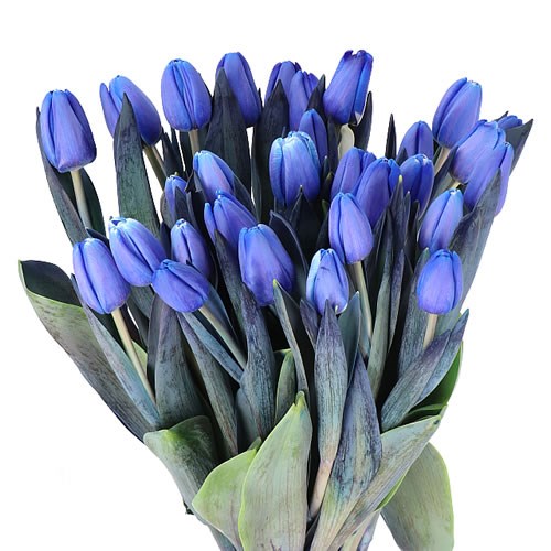 TULIPS DYED BLUE LAGOON