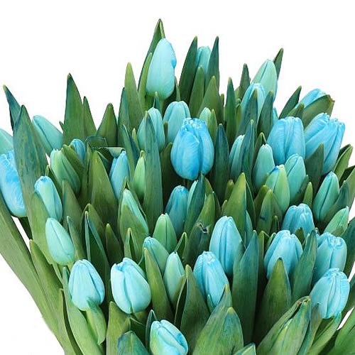 TULIPS DYED ICEBLUE