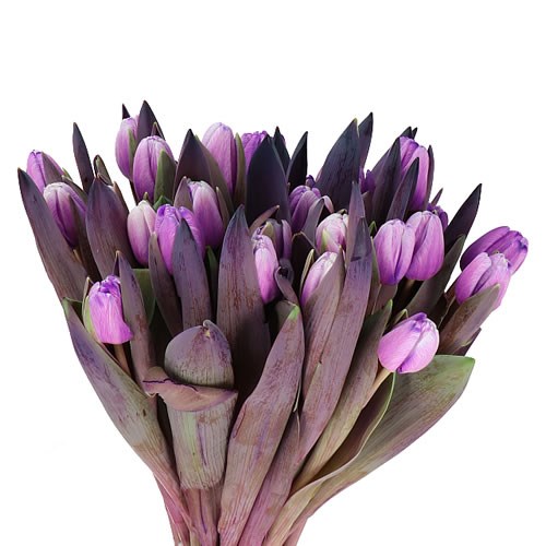 TULIPS DYED PASTEL VIOLET