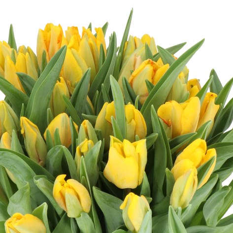 TULIPS EAGLE WINGS (PARROT)
