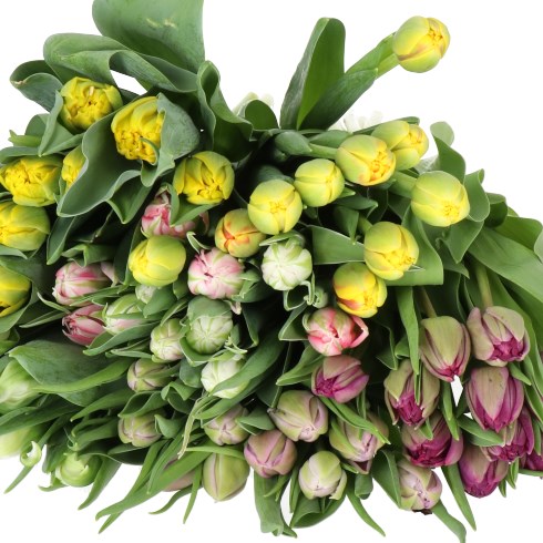 TULIPS EASTER DOUBLE MIX