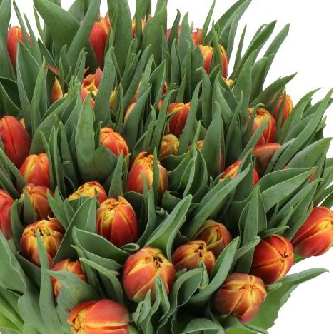 TULIPS EDITION