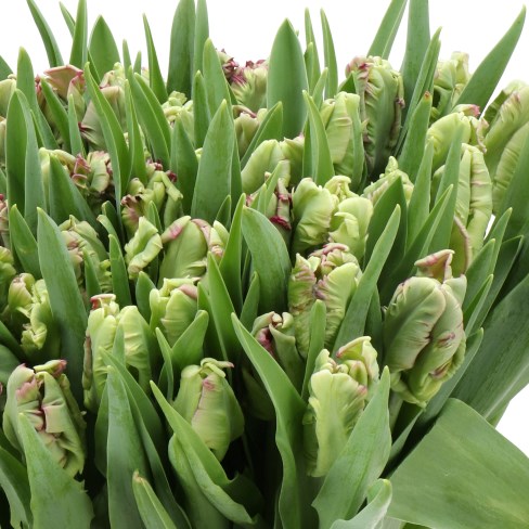 TULIPS ELITE (PARROT)