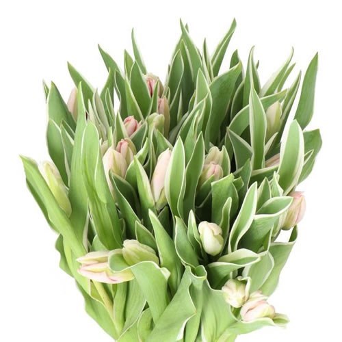 TULIPS ELZENBURG (PARROT)