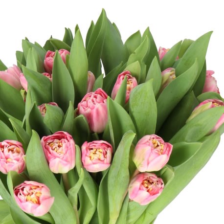 TULIPS ENDLESS LOVE