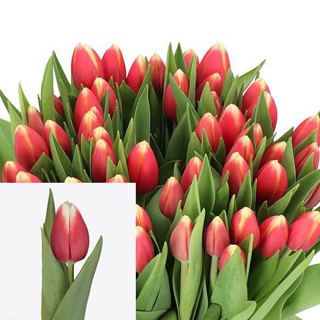 TULIPS ENERGY 4 ALL