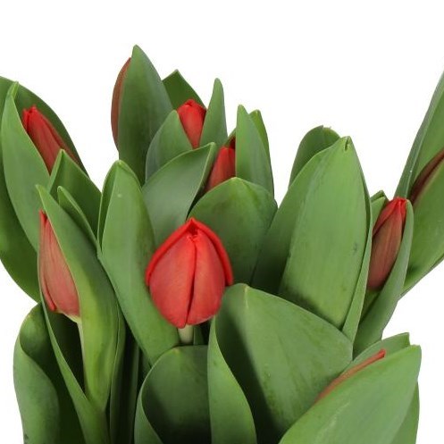 TULIPS ESCAPE