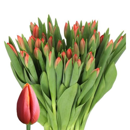 TULIPS ESTA BONITA