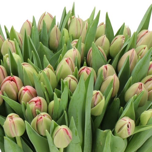 TULIPS ETCHED SALMON