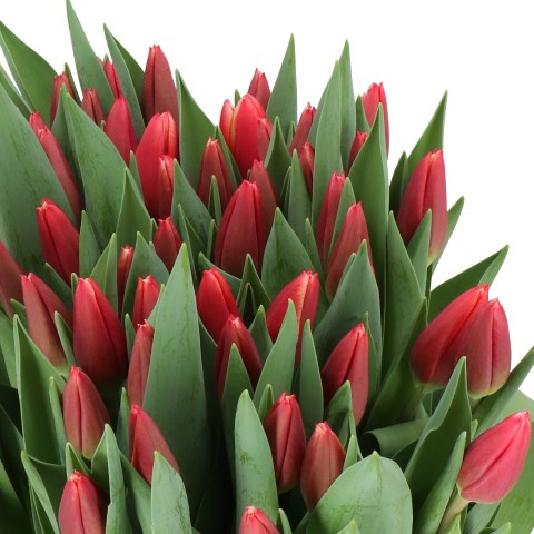 TULIPS EUROTOPPER