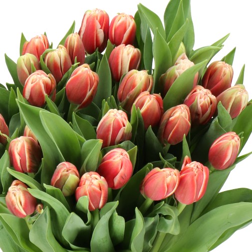 TULIPS EVERTON