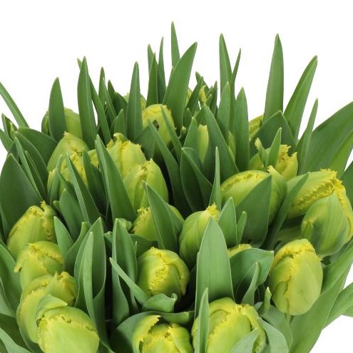 TULIPS EXOTIC SUN