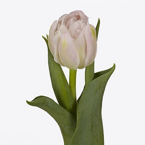 TULIPS FAIR PRICE