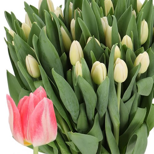 TULIPS FARMEZZO