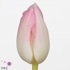 TULIPS FIRST CLASS