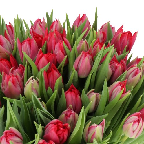 TULIPS FIRST PRICE