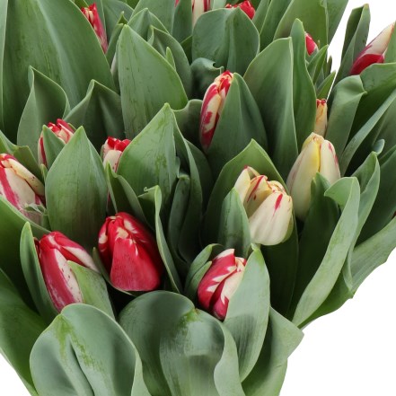 TULIPS FLAMING BEAUTY