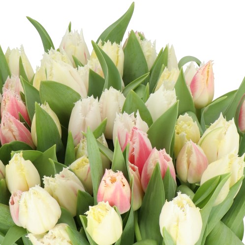 TULIPS FLAMING BELL SONG