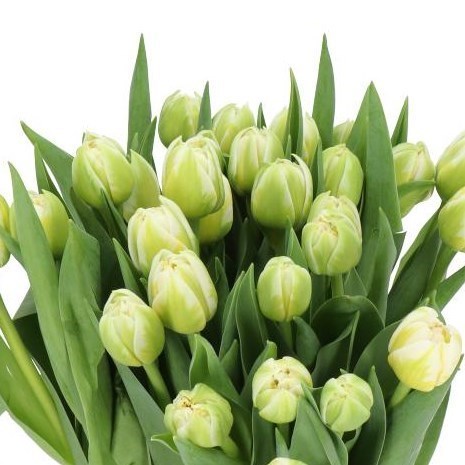 TULIPS FLAMING EVITA