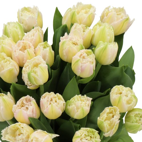 TULIPS FLAMING PERTH