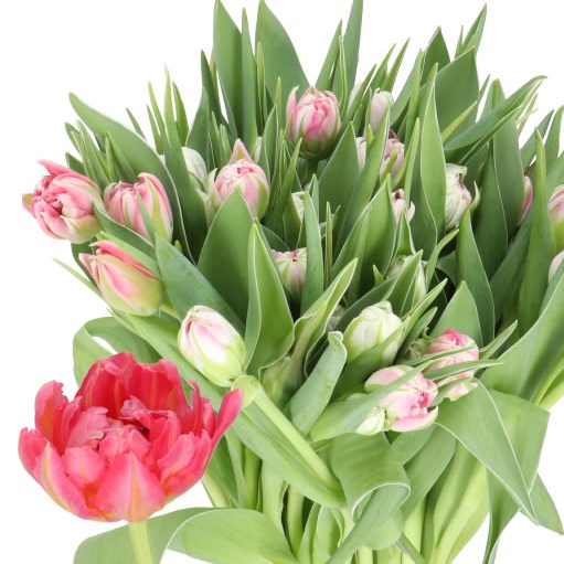 TULIPS FLASH POINT