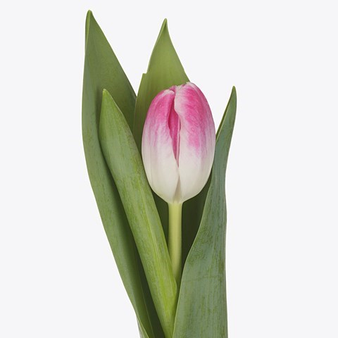 TULIPS FLORENCE