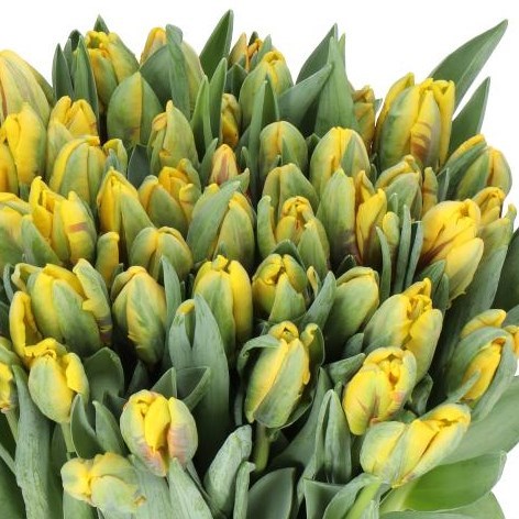 TULIPS FLYING PARROT