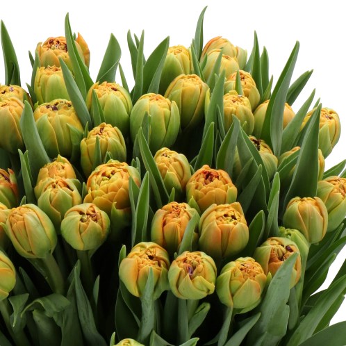 TULIPS FORMULE ONE