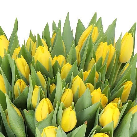 TULIPS FORT KNOX