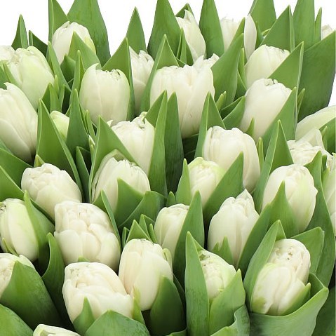 TULIPS FORTALEZA