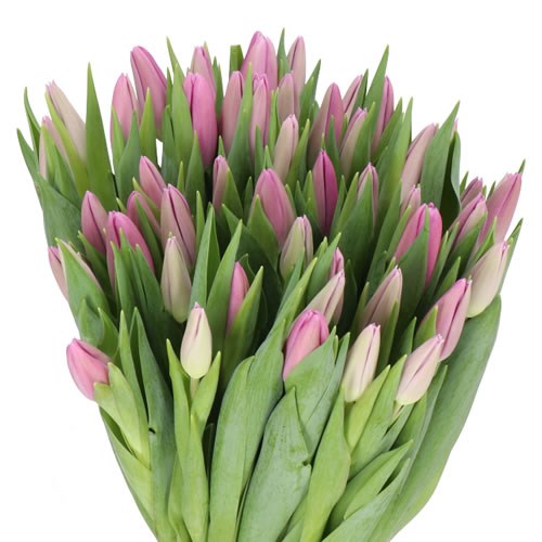 TULIPS FORTRESS