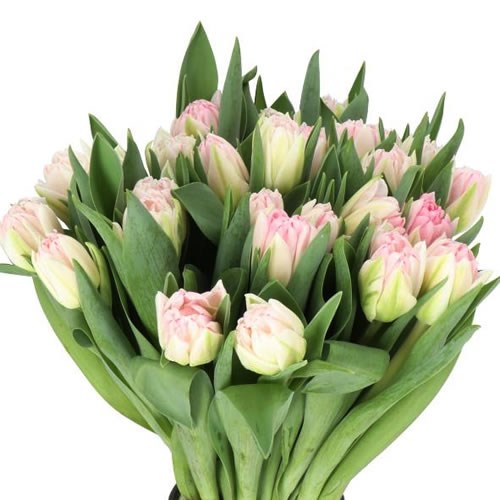 TULIPS FOXTROT