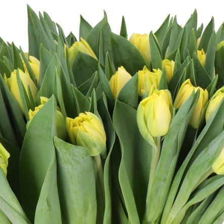 TULIPS FOXY FOXTROT